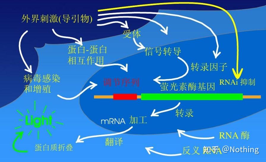 按照小学文化知识,rna有:信使rna,转运rna,核糖体rna.