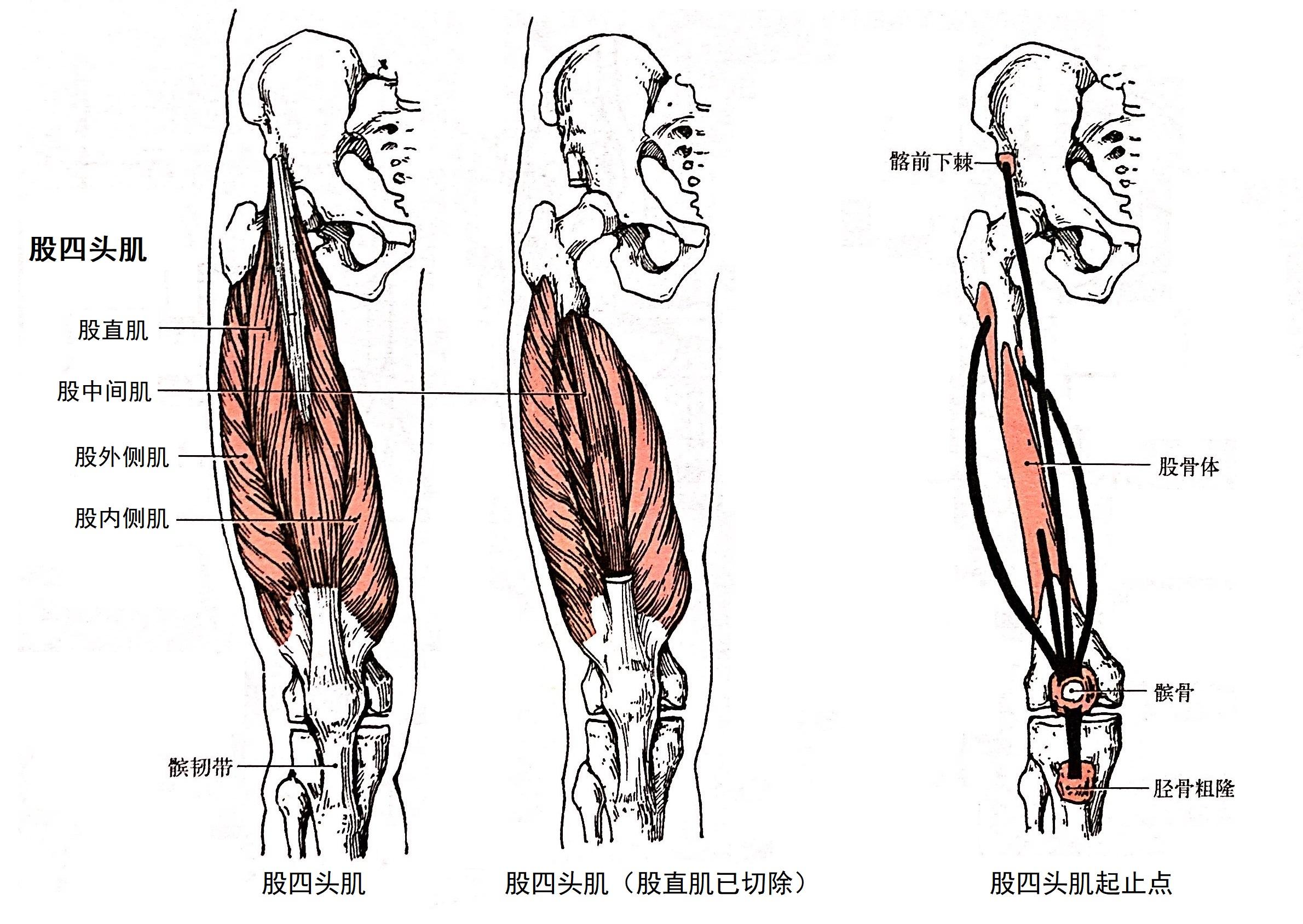 股四头肌肌腱位置图片