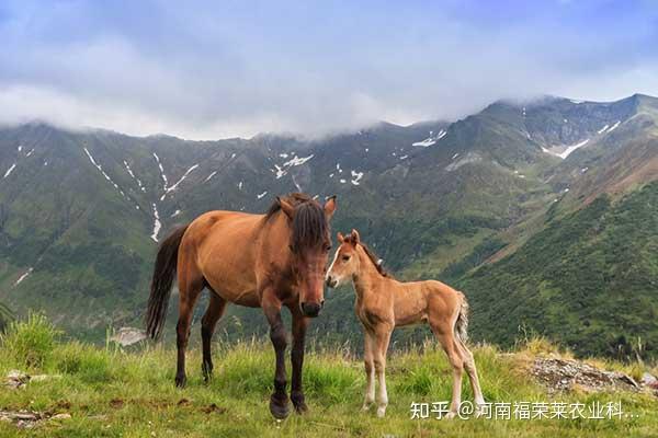 繁殖母马的最佳年龄是多少? - 知乎