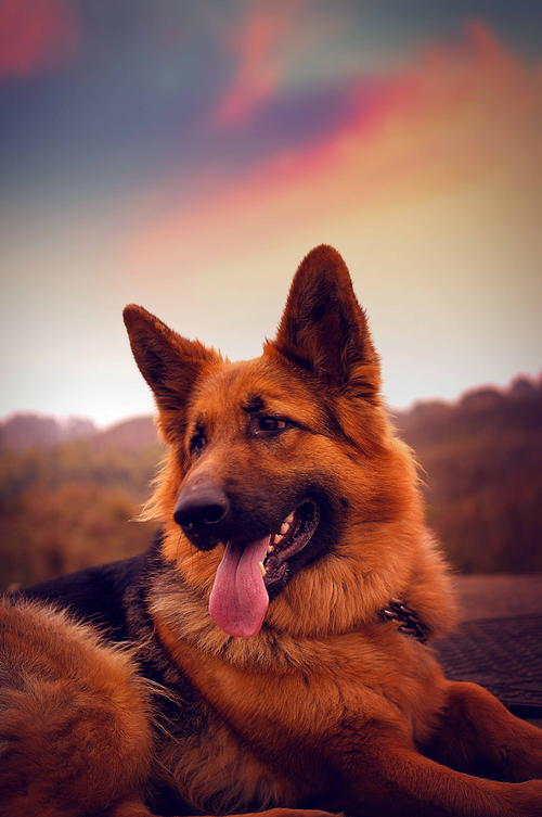 中国军犬 - 知乎