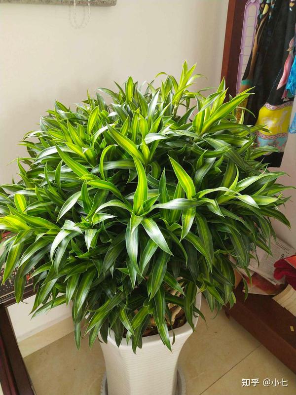 家里种棵“摇钱树”,满屋都是小元宝,喜庆吉利,好看又招财 - 知乎