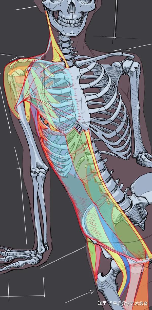 一波硬干货来了！日本建筑+解剖学大佬超详细人体教程，收藏不亏！ - 知乎
