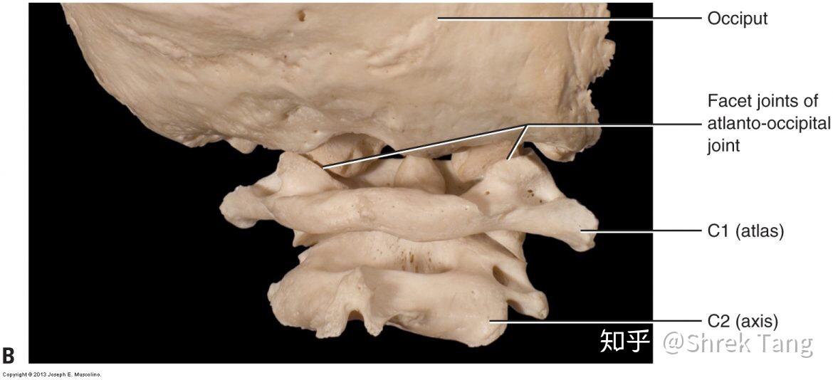 颈椎之寰枕关节