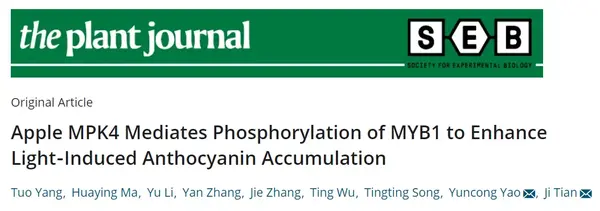 Plant Journal 北京农学院姚允聪 田佶团队揭示苹果果实花色素苷积累的调控新机制 知乎