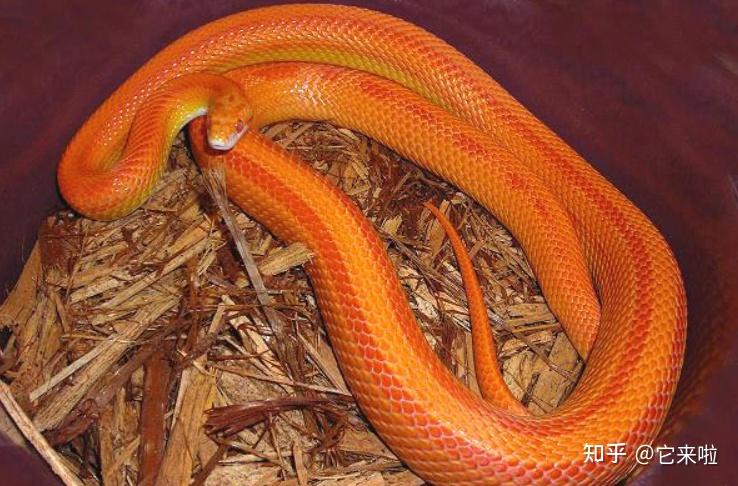1,玉米锦蛇:体长80~120厘米,颜色很多,通常都是红色的而且伴有橙色的