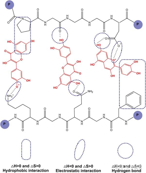 TRENDS FOOD SCI TECH:通过多酚-蛋白相互作用形成的工程多酚作为功能性食品添加剂 - 知乎