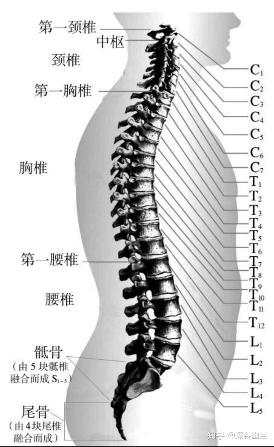 由于骶骨系由5块骶椎构成,尾骨由3