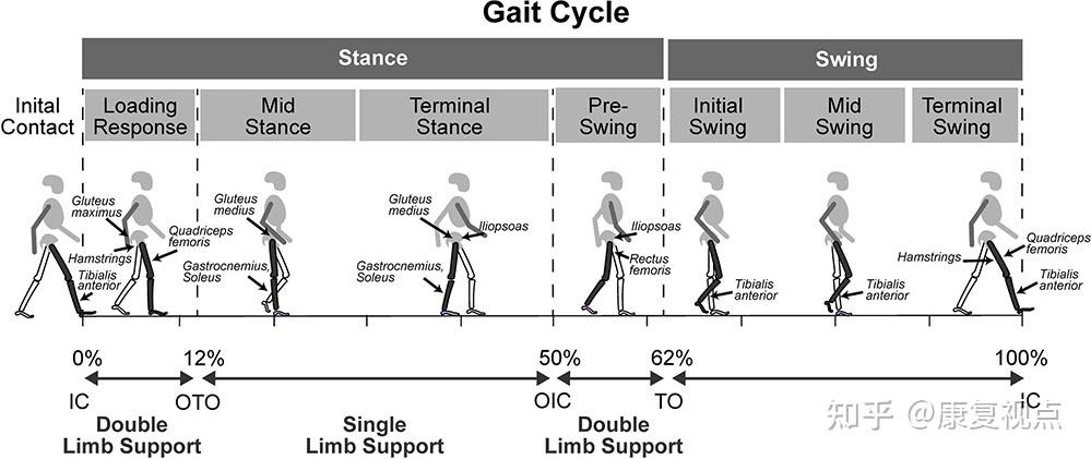 步态分析，详解人类步态和异常步态 - 知乎