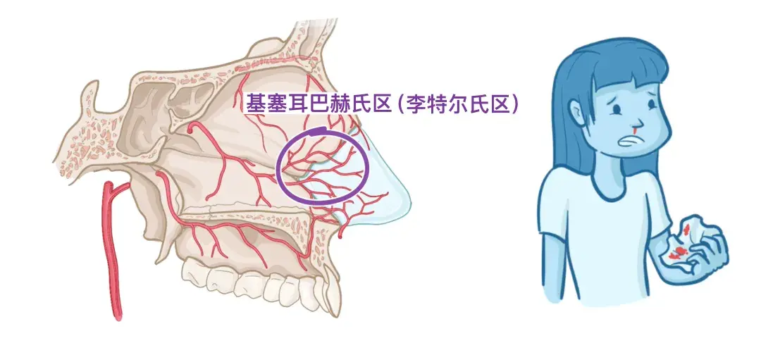 人体解剖学基础:鼻子 - 知乎