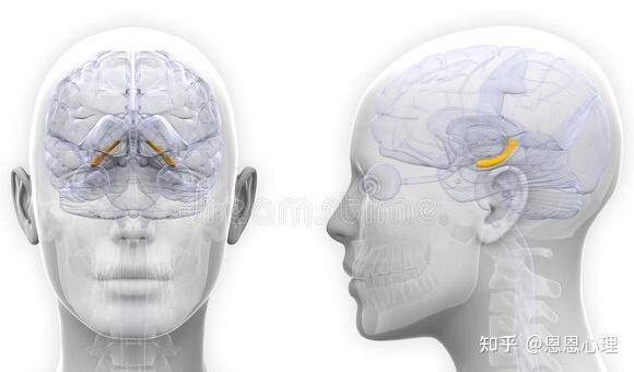 海馬體是人腦中負責記憶和認知功能最主要的區域,當然也會涉及到一些