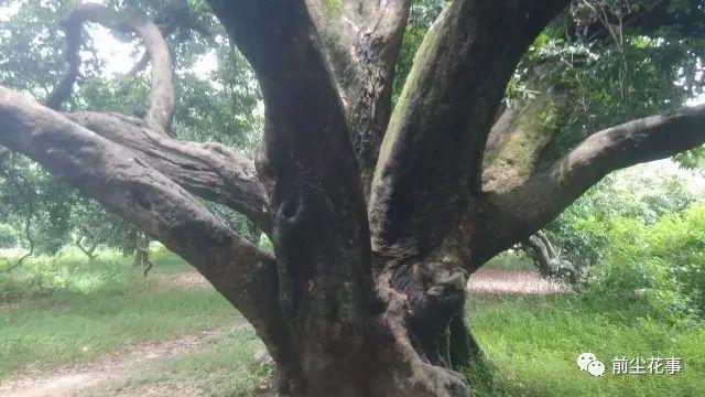 木棉古村：逐渐隐匿消失的从化古村落 - 知乎