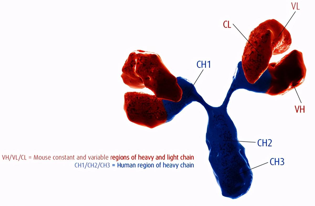 ivd研发人员的新晋神器丨人源化抗体 - 知乎