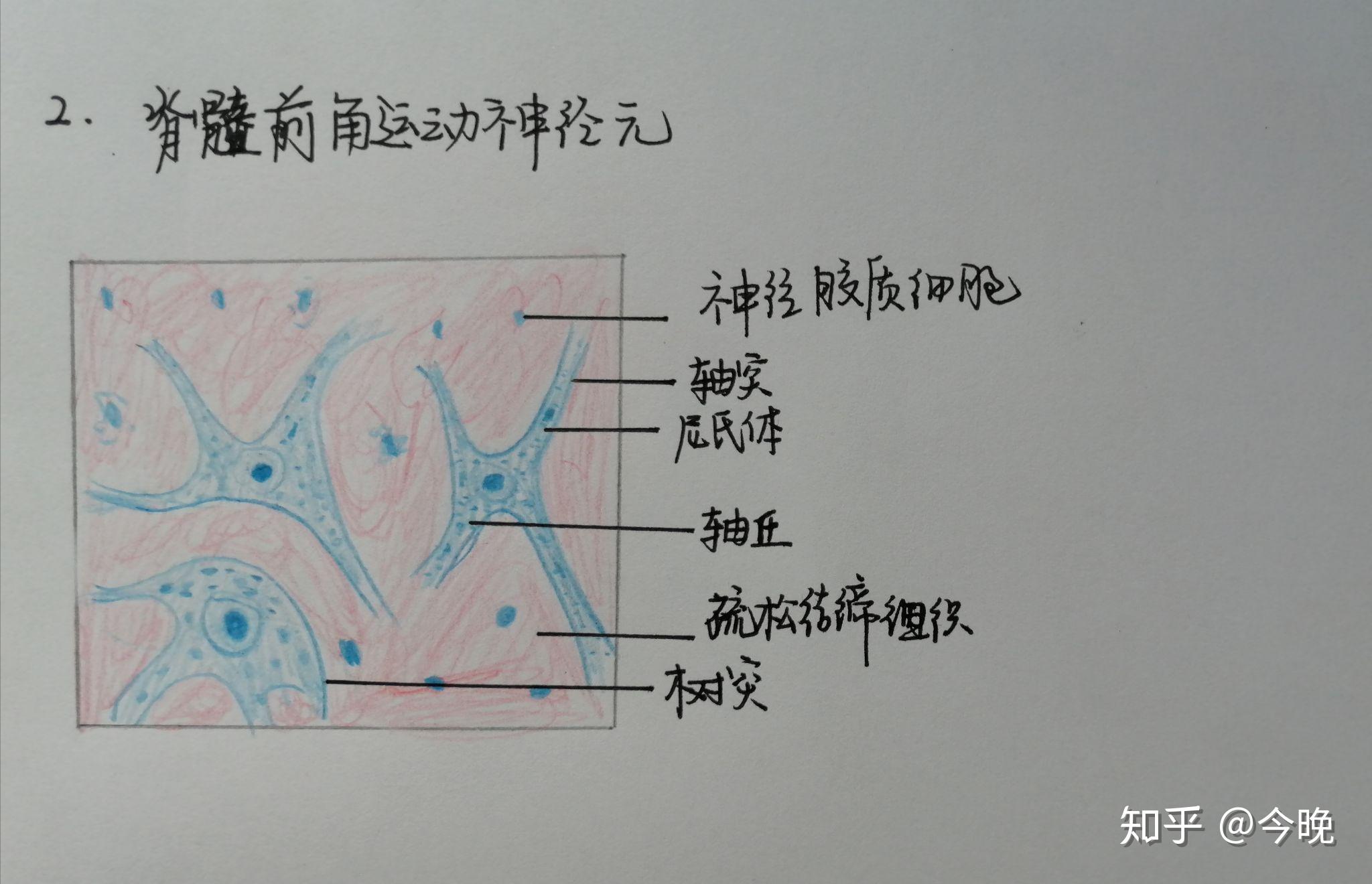 下面是肌组织,神经组织下面是软骨组织,骨组织,血液这是复层扁平上皮