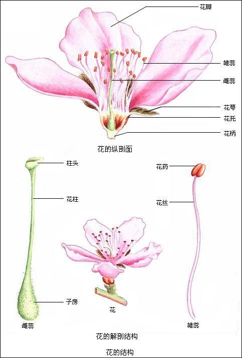以桃花的解剖结构为例,再带你细看完整的花包含哪些部分3