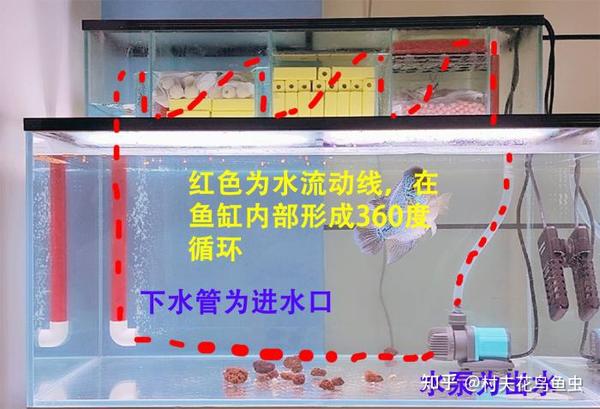 南美短鲷草缸能养么_短鲷缸水流_短鲷缸水流