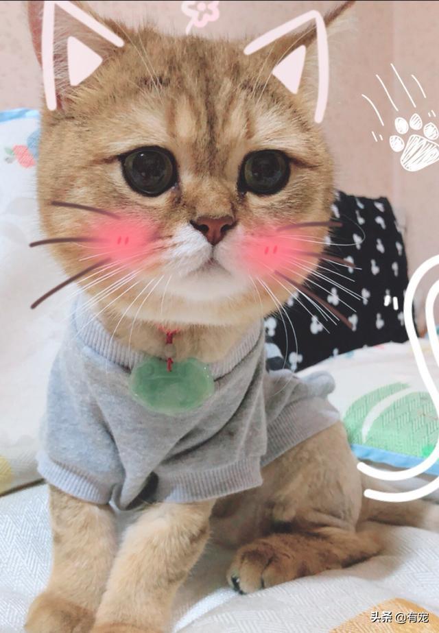 三个月大的小猫怎么看公母?