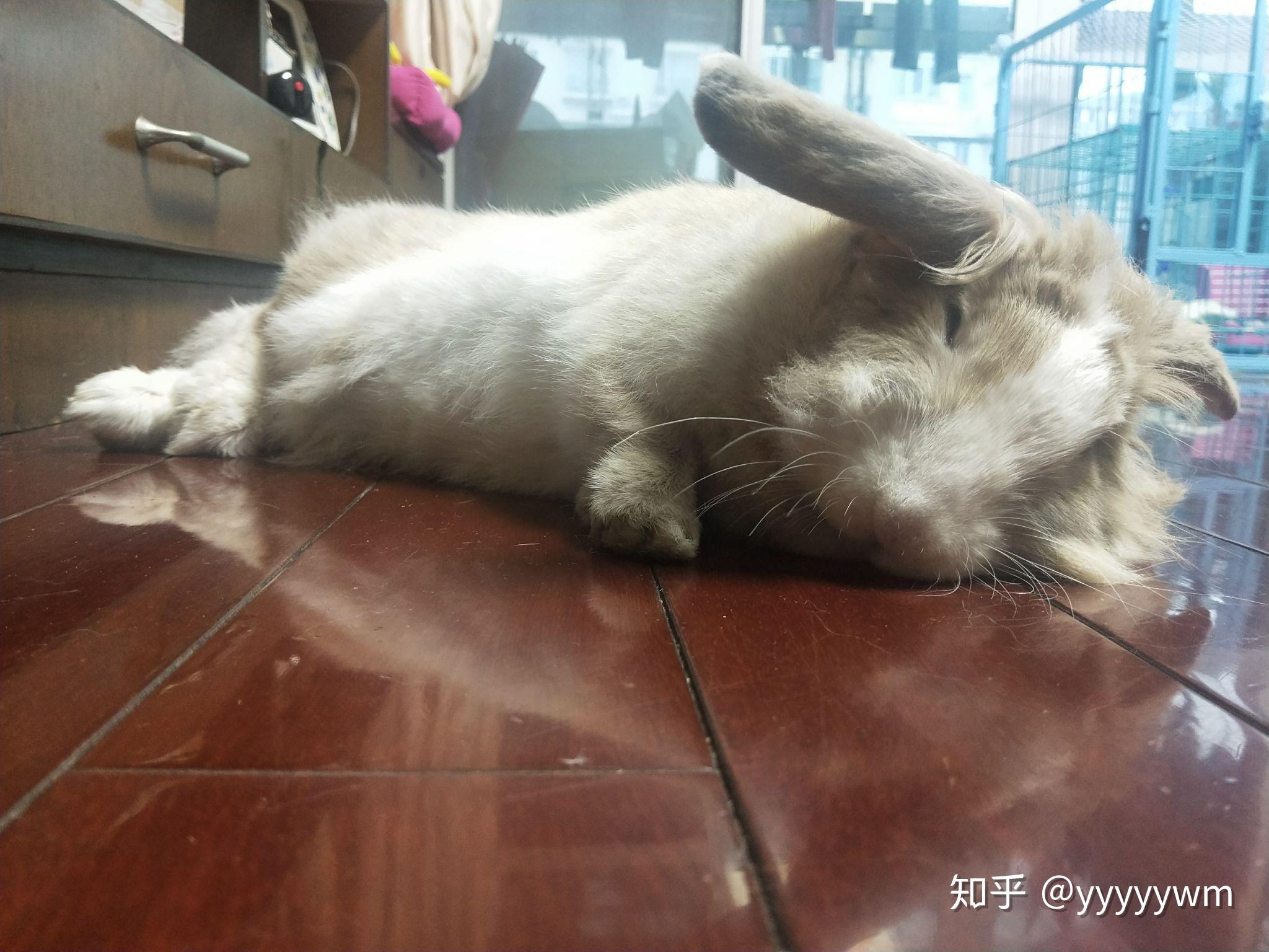 兔子侧躺抽搐蹬腿图片