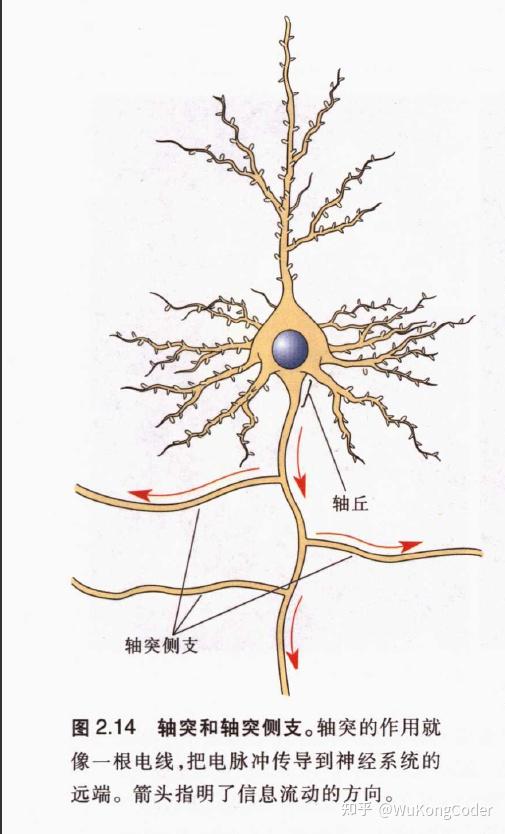 神经科学探索脑第二章神经元和神经胶质细胞