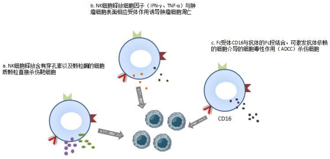 Iphase 自然杀伤（nk）细胞分选试剂盒—nk细胞治疗研究的新起点 知乎