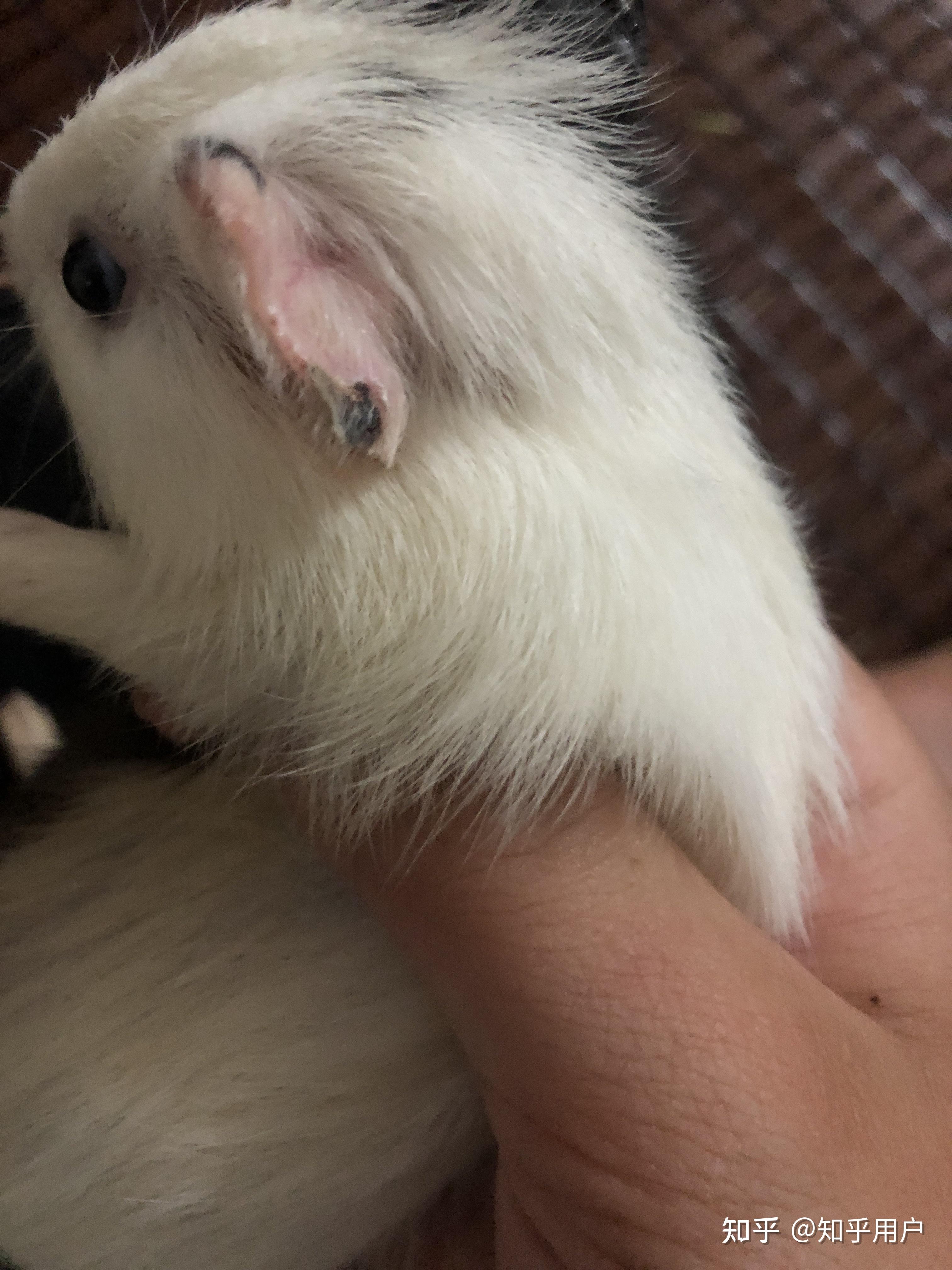 荷兰猪耳朵边缘结痂了