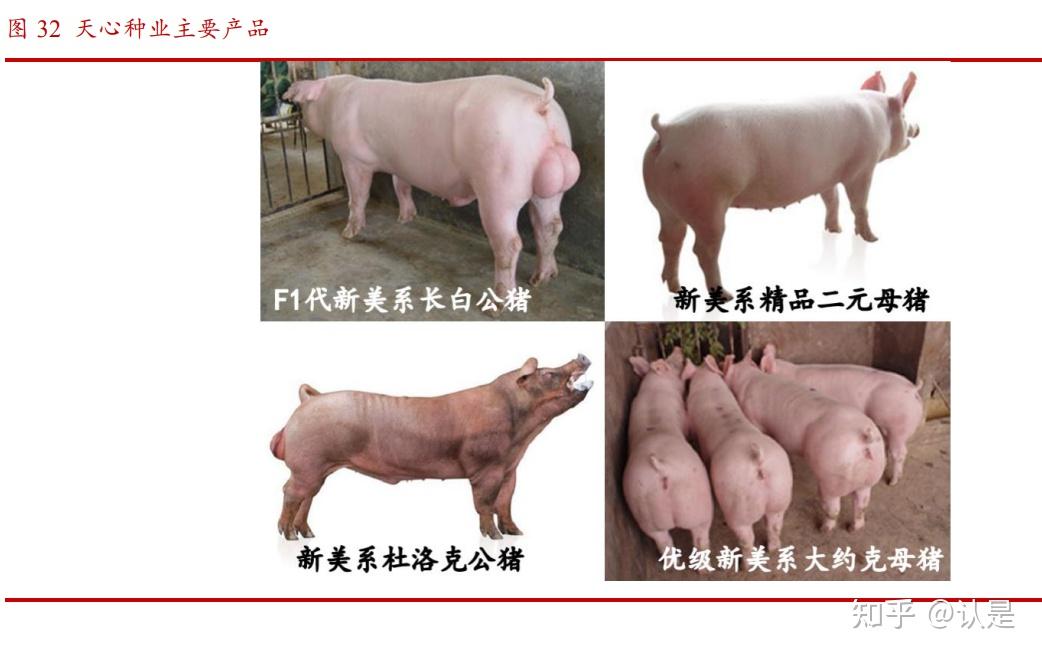 新五丰研究报告:猪价回暖&资产整合,湖南生猪龙头腾飞在即 - 知乎