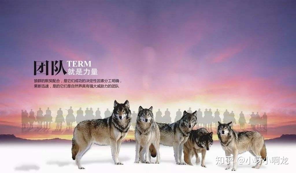 你的团队是狼群还是羊群教你如何打造所向披靡的精锐之师
