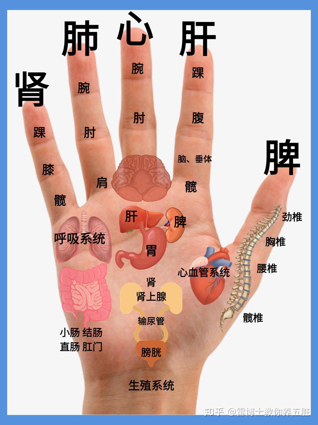 五指连五脏,不想吃药?刮刮五指也能保健! - 知乎