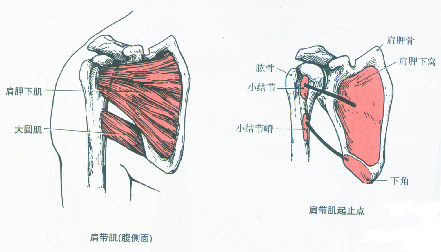 58.肩胛骨 (前面观)-系统解剖学-医学