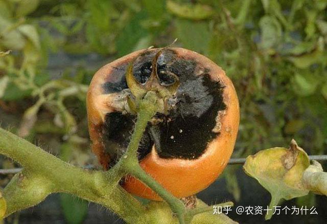 番茄炭疽病,晚疫病,绵腐病,根霉果腐病以及酸腐病,下面详细描述下几种