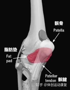 膝盖完全打直就疼 可能是里面的脂肪垫出了问题 知乎