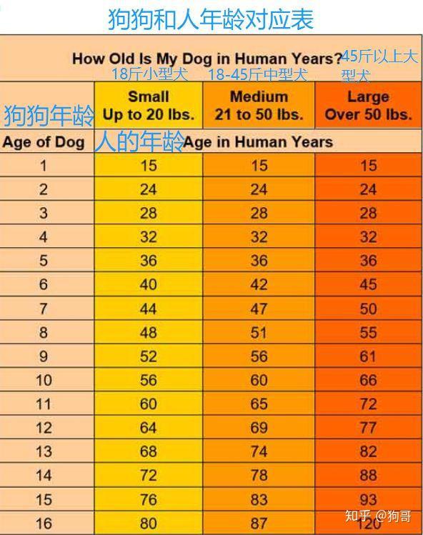 辟谣狗的一岁不等于人的7岁那附上狗狗长寿的六个秘诀
