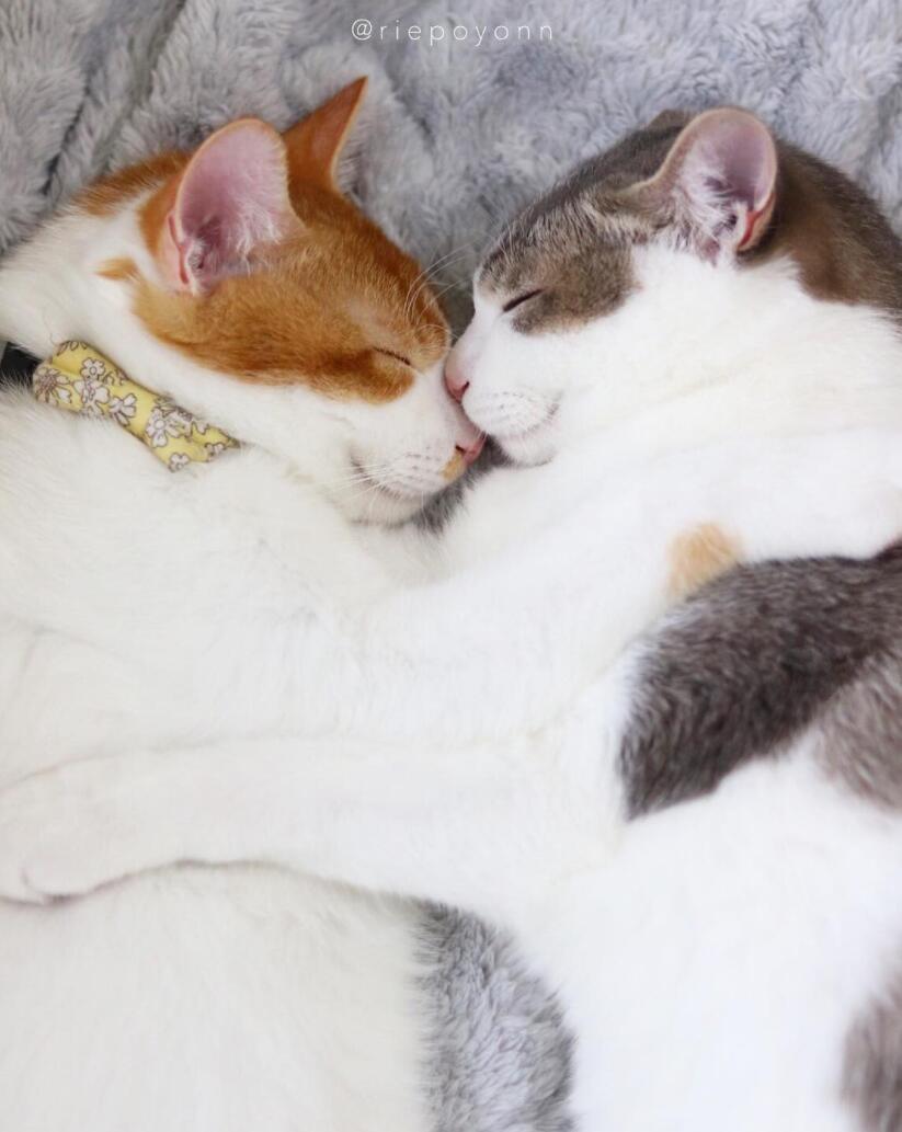 睡觉也要抱一起两只猫同框怎么可以这么甜