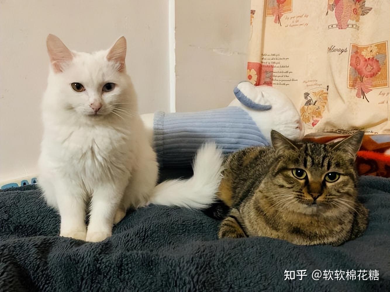 为什么同是田园猫，狸花猫成了“品种猫”，山东狮子猫却没有？ - 知乎