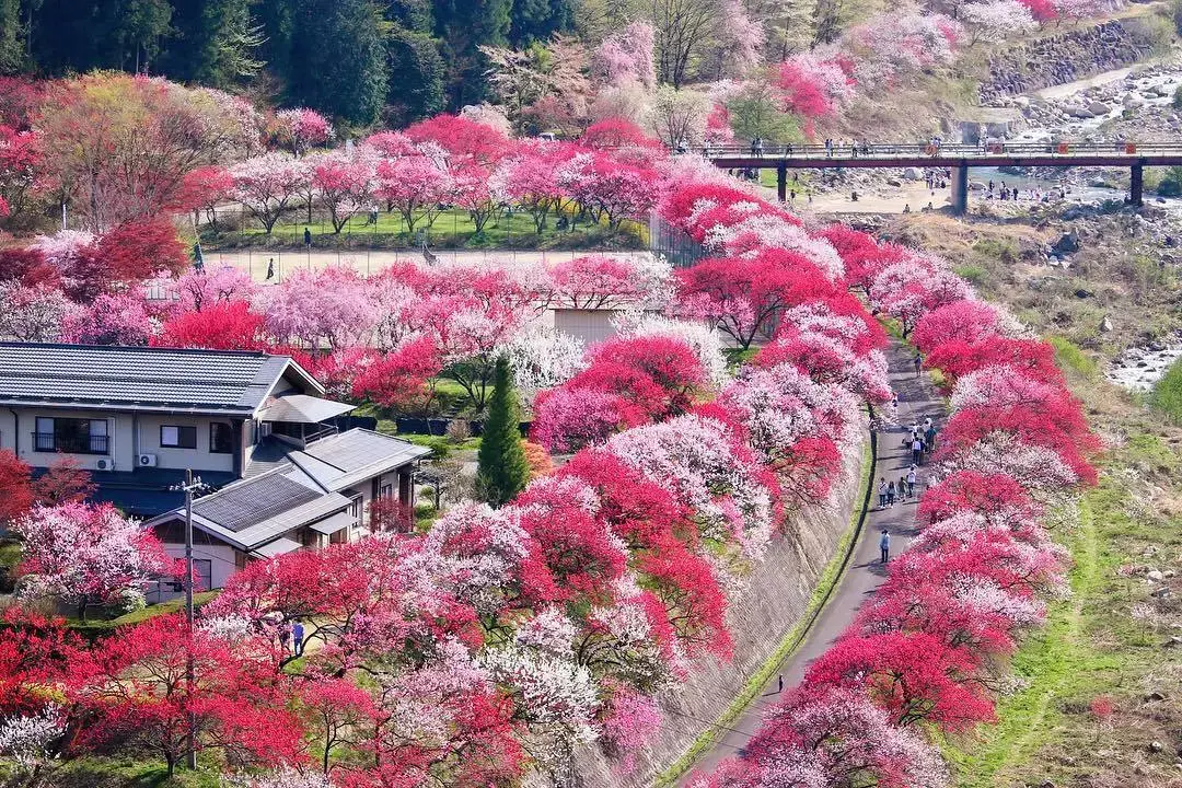 「日本第一桃花乡」