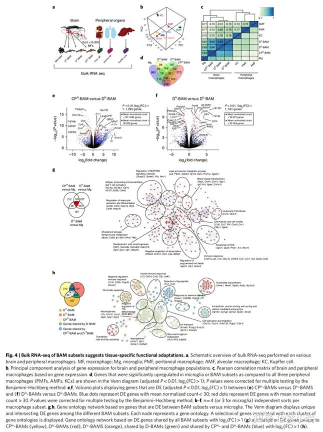 NID205_A Single-cell Atlas Of Mouse Brain Macrophages - 知乎