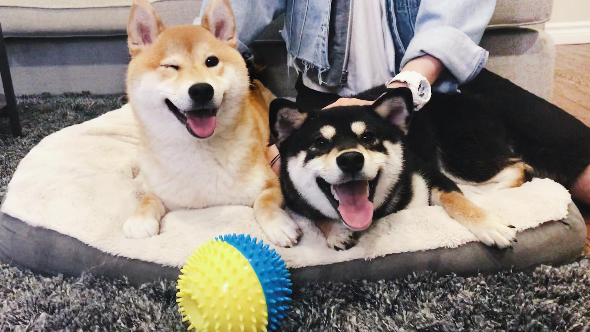 柴犬上厕所心不在焉主人只能拿出秘密武器