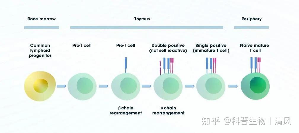 快速了解 T 细胞:T 细胞类型、T 细胞受体和 T 细胞活化、分化和功能 - 知乎