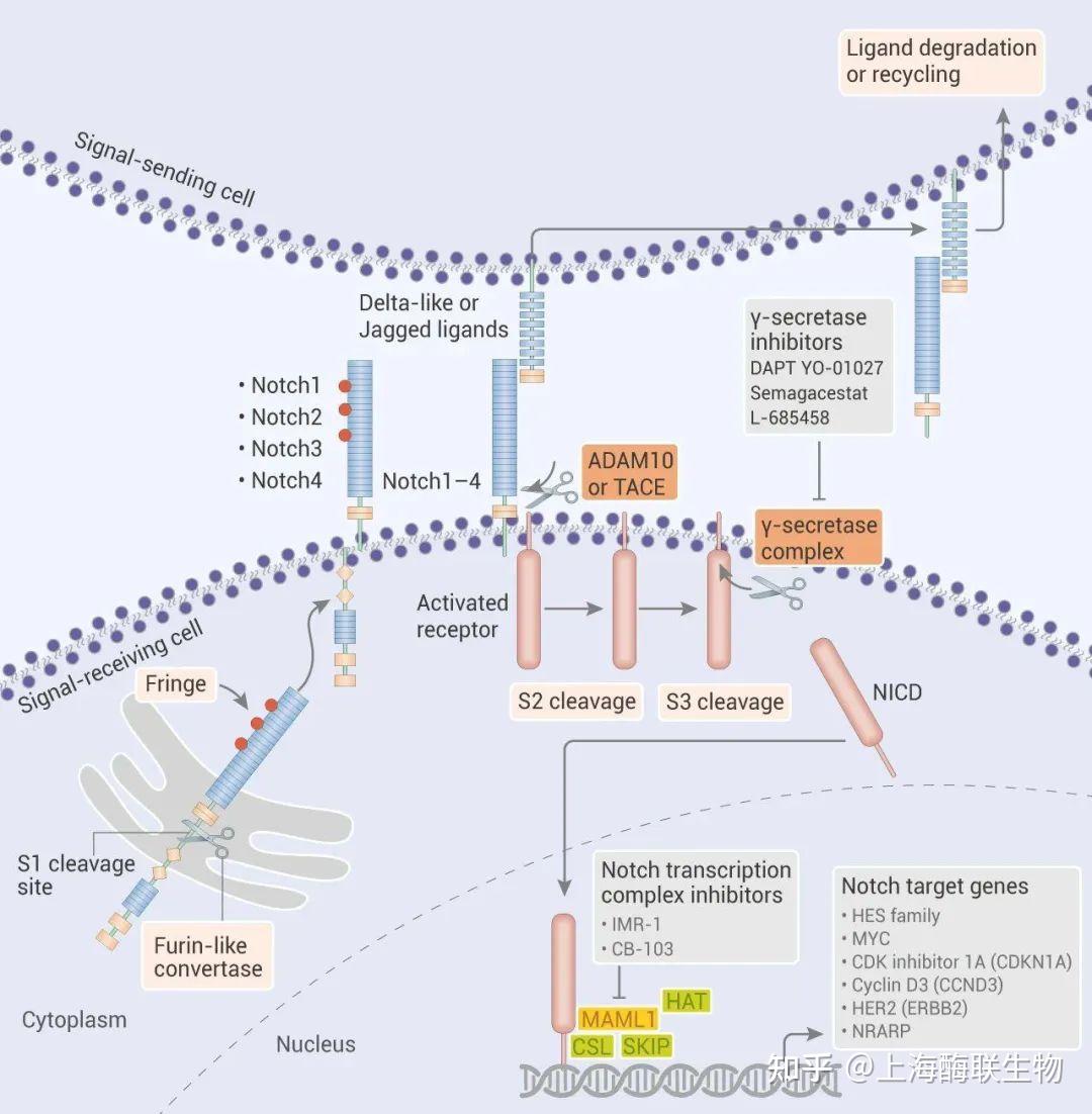 经典八大热门信号通路总结-酶联生物 - 知乎