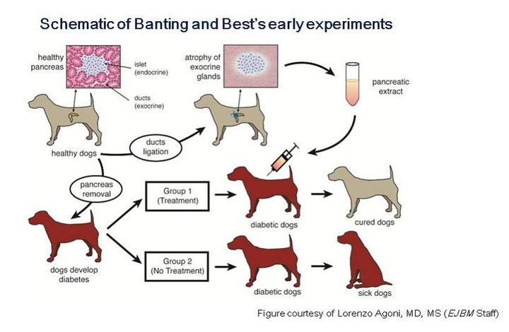 救治千万糖尿病友的神药胰岛素发现史