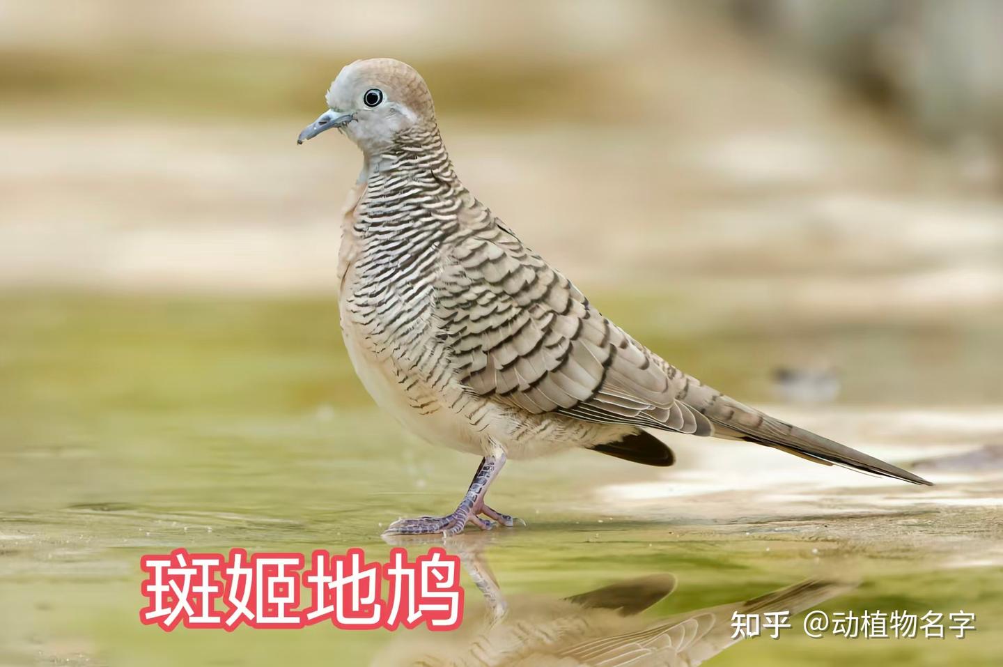 99图带你走进鸠鸽科鸟类的世界 - 知乎