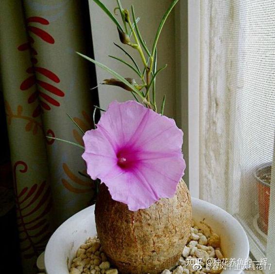 小松28,露草属:露草等27,琉桑属:巨琉桑,针叶琉桑26,火星人属:京舞妓