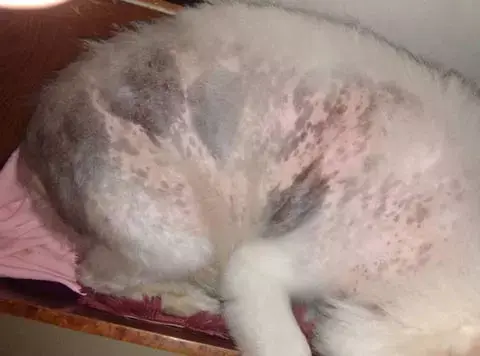 如何养狗 系列150 狗狗贾第鞭毛虫病的防治