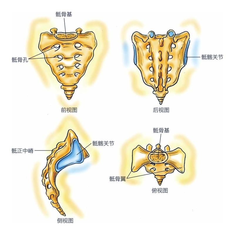 骶三角区图片图片