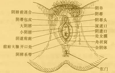 天津哈氏妇科流派第五代传承人哈虹哈氏妇科前庭大腺囊肿赞同了文章