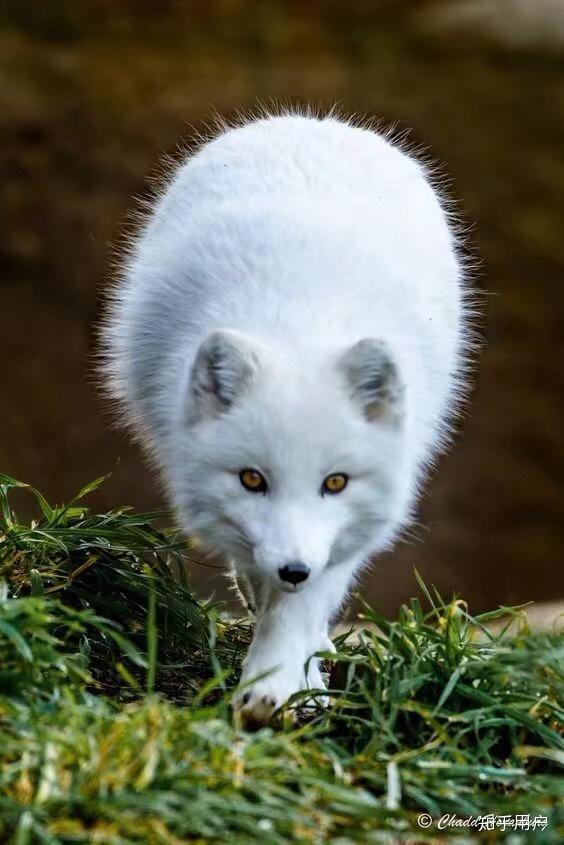 如何看待武汉大学白狐狸被车撞死一事