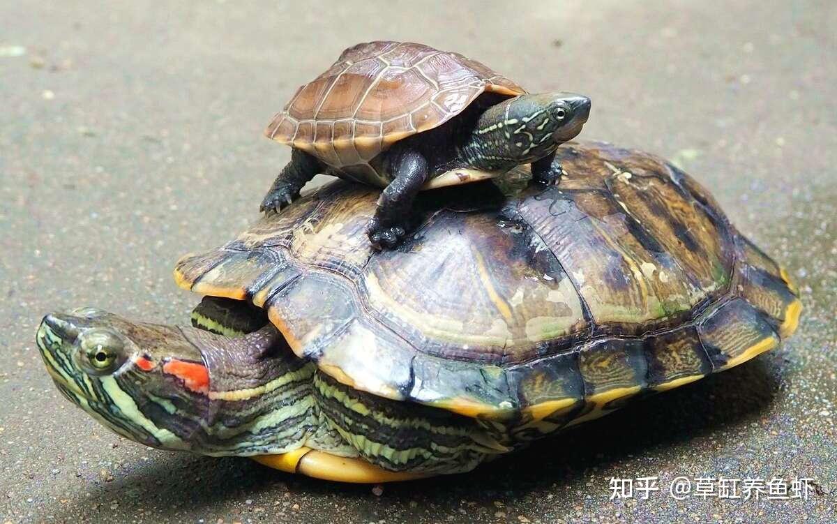 养乌龟要注意些什么?把6个方面做好,把小乌龟养好就很轻松了 - 知乎