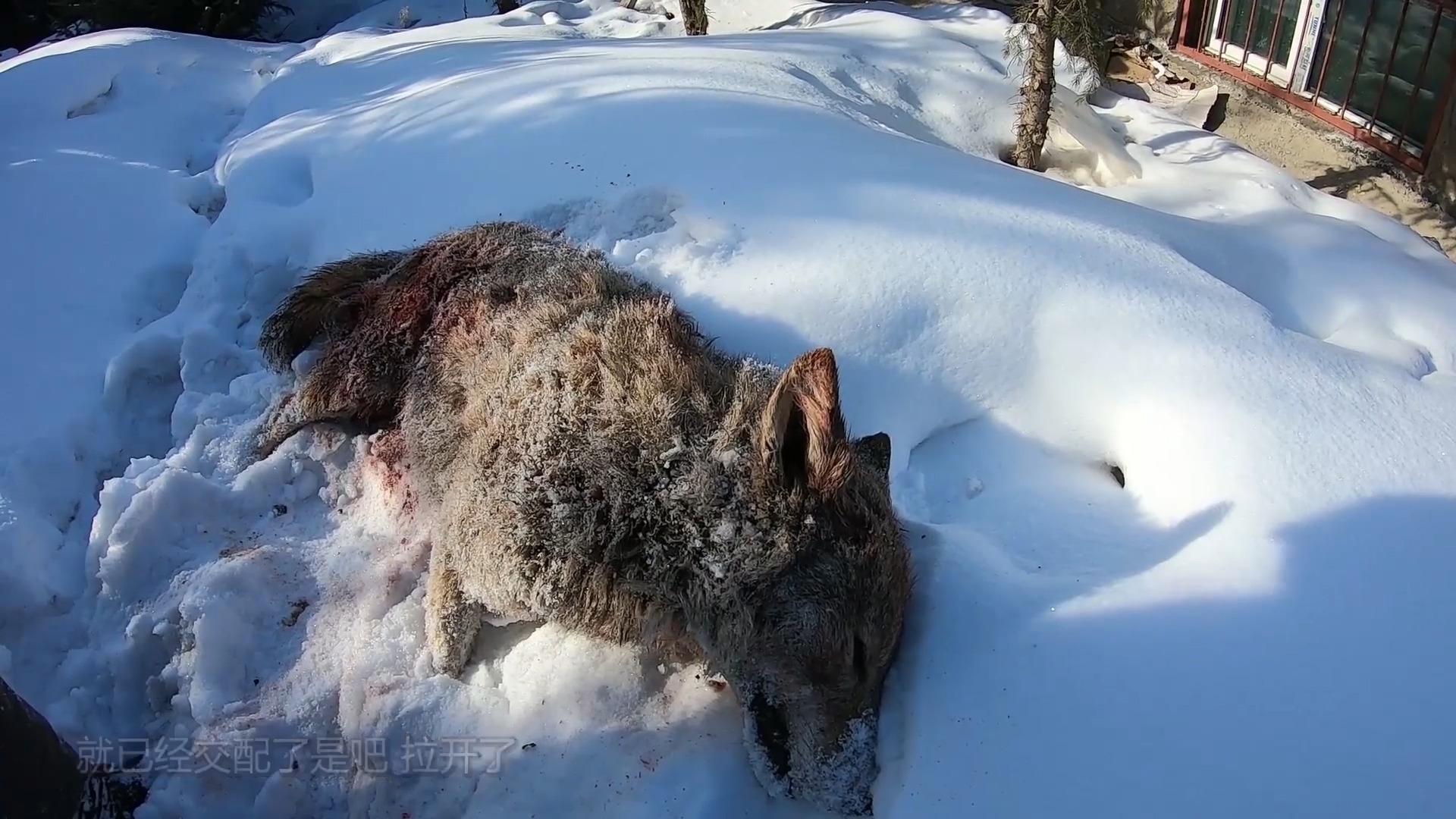 狼群迎来了小狼崽为何养狼人只能偷偷在圈外看说多了都是泪