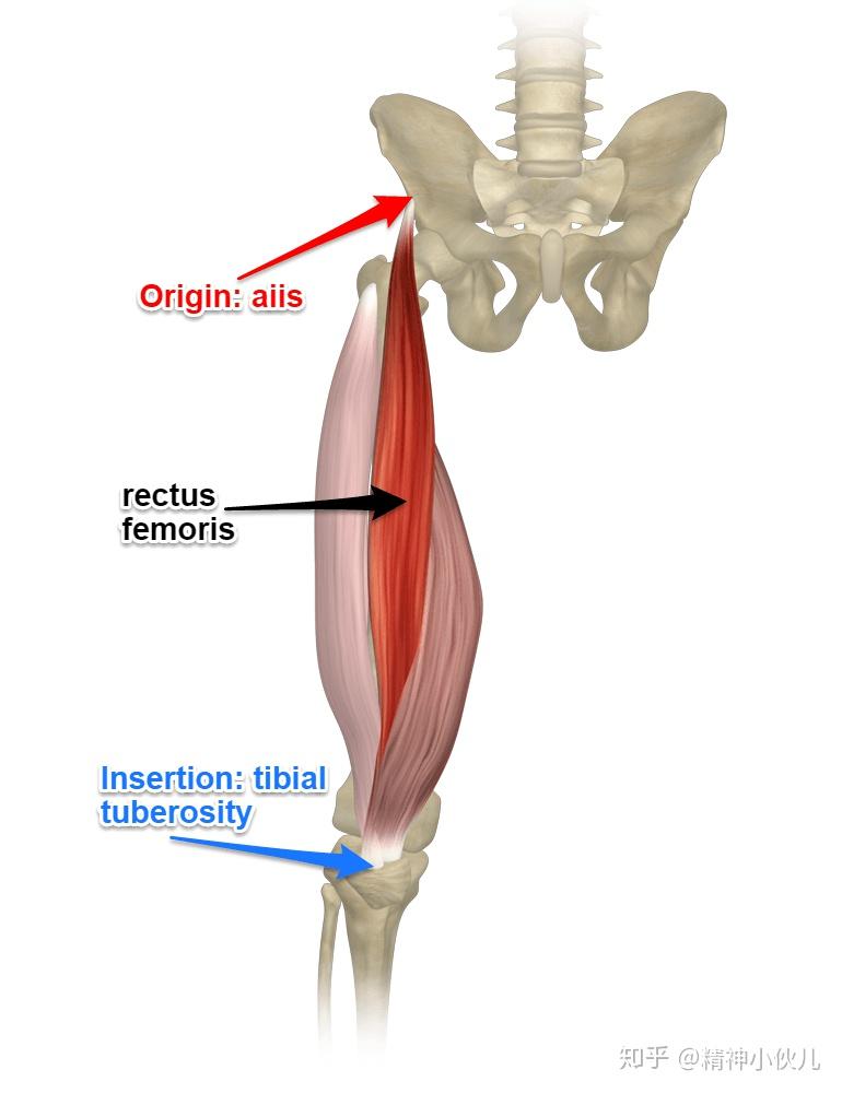 rectus femoris图片