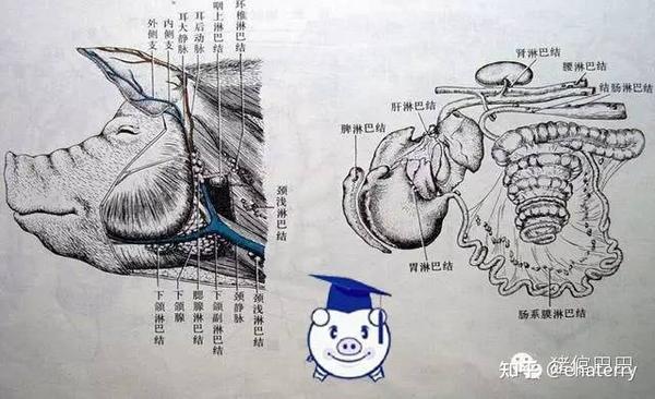 有史以来最全的生猪结构图,从内到外一览无余,养殖户必看! - 知乎
