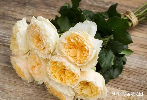 蓝妖 月季开花后如何施肥 至少50 的人做错了 知乎 蓝妖 月季开花后如何施肥 至少50 的人做错了 知乎